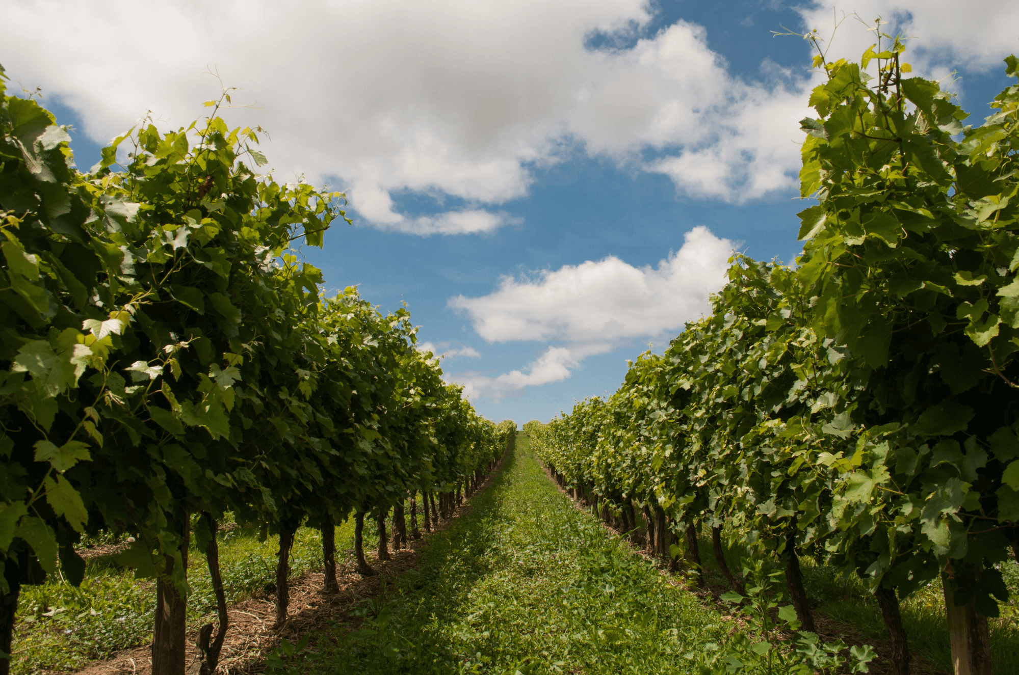 vineyard